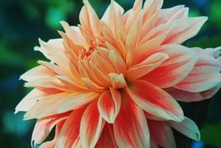 吉星|10月上旬，吉星关照，开门见喜，财气大涨的生肖