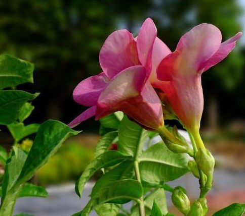 生肖|2021年家庭幸福,财运红火,事业强的3生肖,苦尽甜来