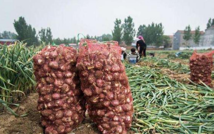 大蒜■从5元跌到5毛，五一也带不动消费，收购商压价，存货商叫苦连连