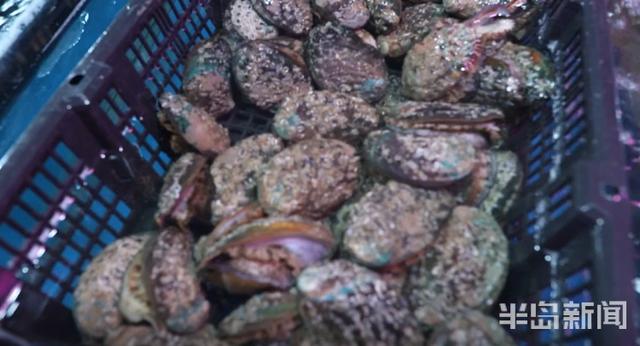 半岛新闻客户端|螃蟹50元、大海螺45元！记者走市场逛码头，青岛最“鲜”海货价格表来了