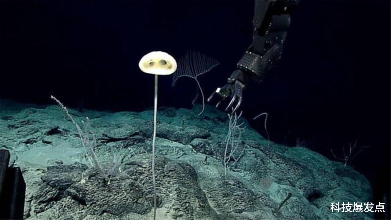 科学家|科学家在地下2028米处,发现“猪鼻子”状生物,这脖子够长!