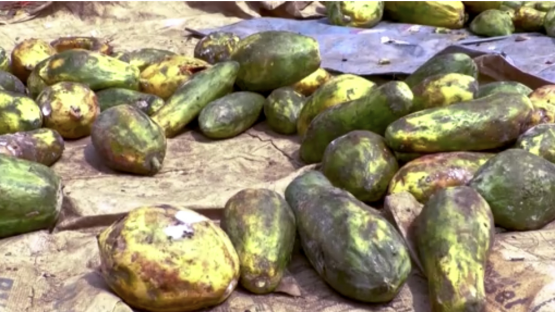 『坦桑尼亚』“山羊和木瓜样本检测出阳性”，坦桑尼亚总统吐槽检测试剂质量，下令调查