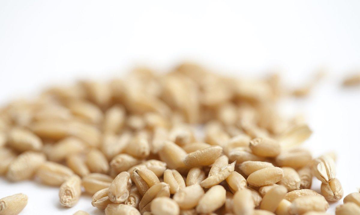 鲫鱼|麦粒真的适合钓鲫鱼吗？钓是能钓，但是要看哪种情况！