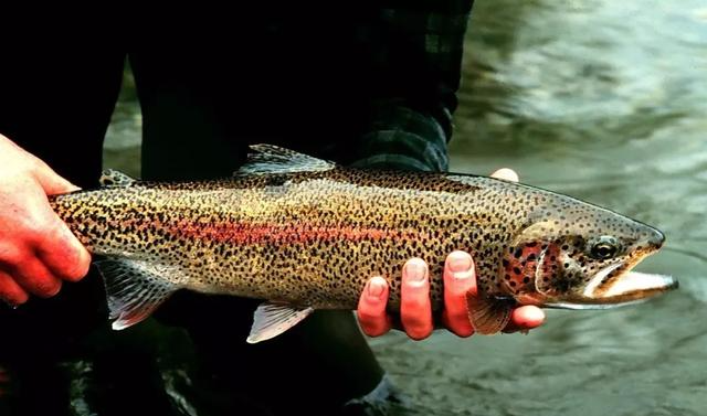 【三文鱼】三文鱼是什么鱼？可以生吃吗？