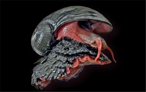 喷泉|子弹打不穿？全世界唯一外壳由铁构成的生物，连脚都镀上了一层铁