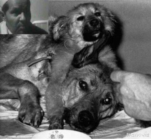 『水母』有谁能想到,这3大“恐怖生物”,其实是人类生化实验的结果