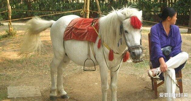 杨洁@1997年,白龙马惨死马棚,杨洁泪崩,尸骨无存背后是人性的丑恶