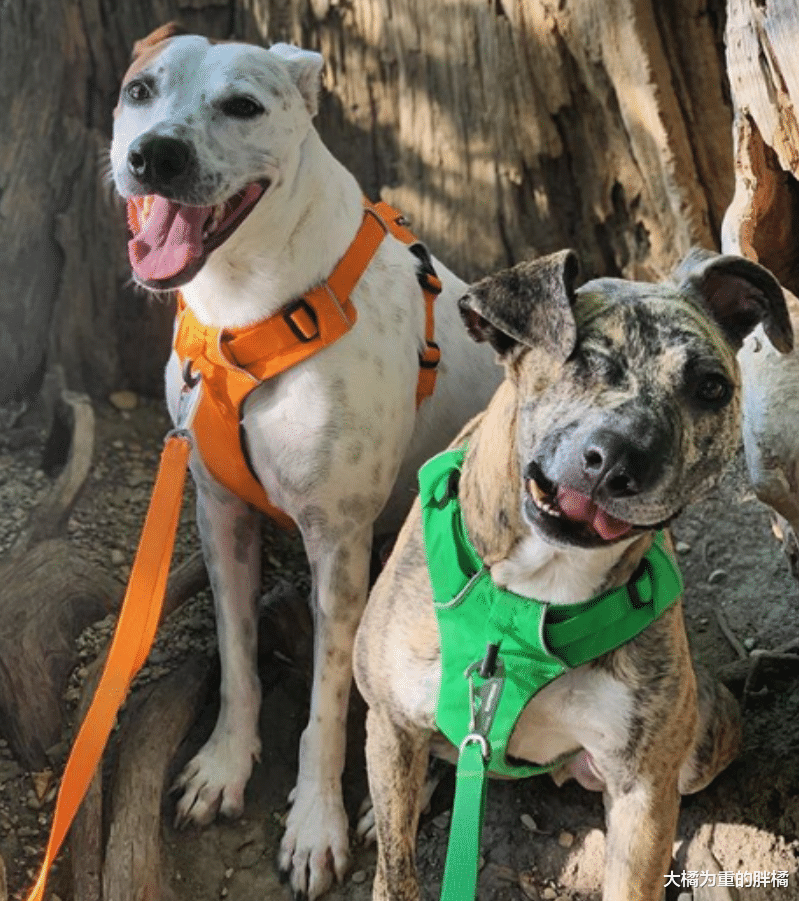 因医疗费昂贵，被人打伤的狗狗将被安乐死，兽医收养它后也想放弃