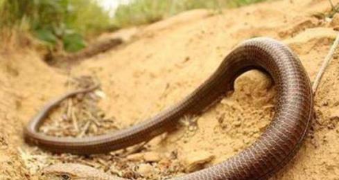 #毒液#全世界唯一和蛇一模一样，却和蛇不是一个物种，称为自然界战五渣