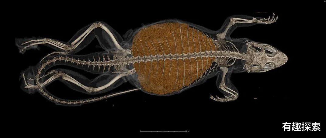 #吉尼斯世界纪录#宿便占体重3分之1,美国发现超便秘蜥蜴,或打破世界吉尼斯纪录