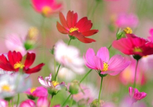 运势|8月25日开始,4属相苦尽甘来,运势不断上涨,喜事接二连三