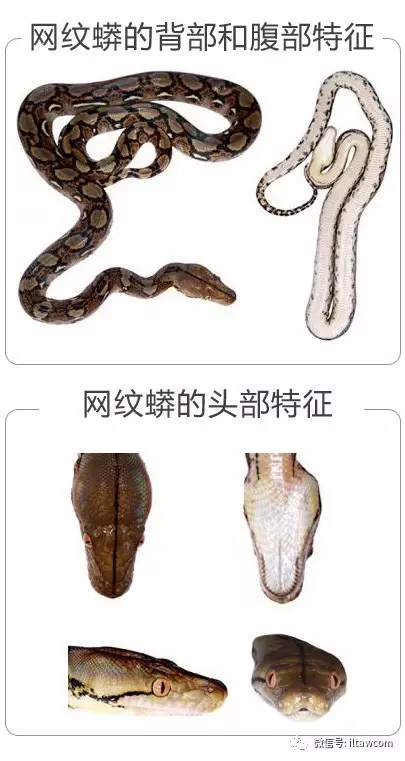 |世界上最长的蛇可以有多长?