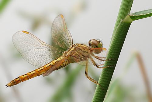 丙肝|最短命的动物排行：最后一名只活一天，生下来就疯狂繁殖，直到死