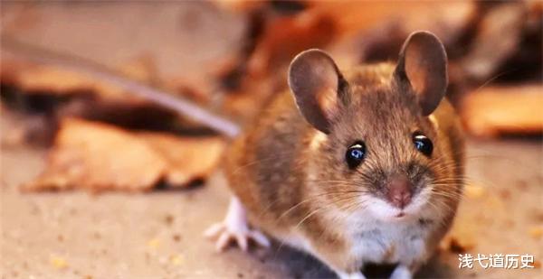 |一场持续1780天的实验:8只老鼠,真的预知了人类的未来?