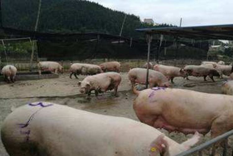 『』日本饲养17头“半人半猪”的生物,体内却有着人类的器官,看完才知道用心良苦