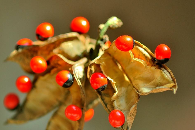 尼古丁@世界十大最毒东西排行榜 蛇毒仅列第六，第一毒性可怕