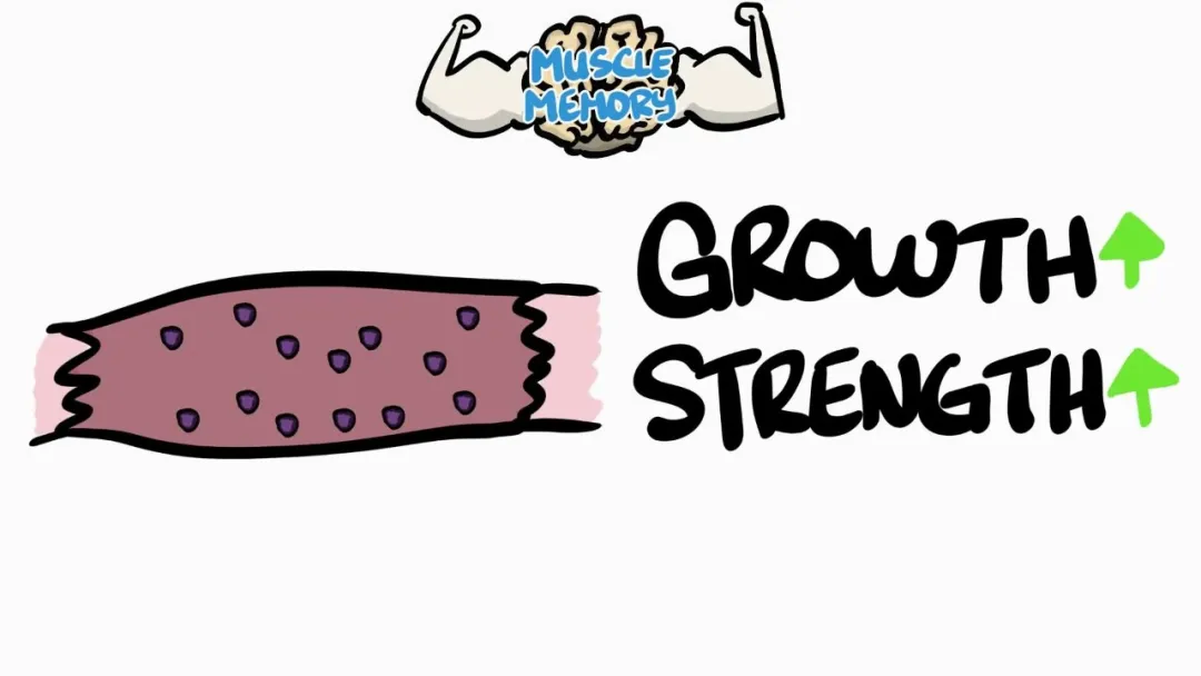 「健身」停止锻炼后，以前的效果会发生什么变化？