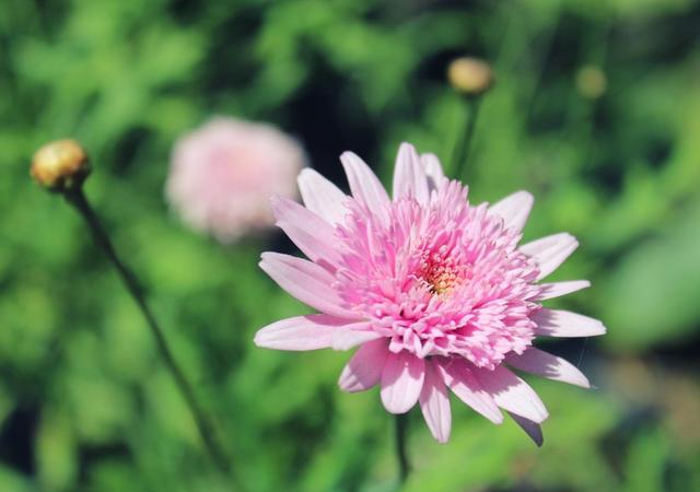 生肖|8月，咸鱼也能翻身？4生肖稳住状态，积极上进，喜事降临好运到