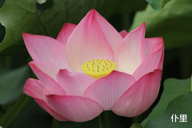 #生肖#6月下旬，否极泰来，3生肖接财大运来，收入高涨一鸣惊人