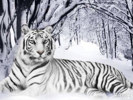 第一桶金|8月底之前,3属相赚到下半年第一桶金,手头变宽裕,有钱少发愁