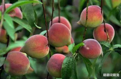 『属马』心理测验：你会选哪种水果去看病人！测你近期的运势怎么样？