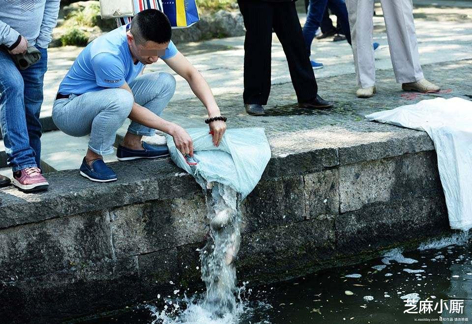 『西湖』入侵西湖的外来物种，为何每逢夏季就泛滥？看看这些游客都干了啥