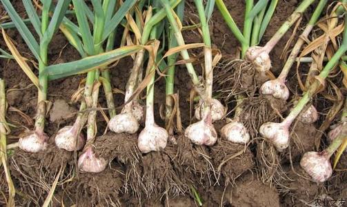「大蒜」今年的大蒜价格低得无法想象,为啥这么低?农民该何去何从?