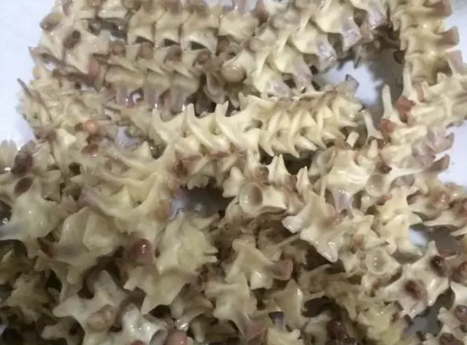 「」谈骨论今，揉骨为玉——蛇骨