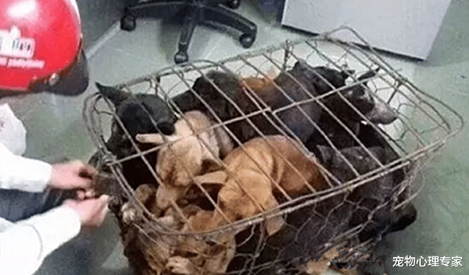 土狗从屠宰场被救下，再次见到主人时，它的反应让人动容落泪