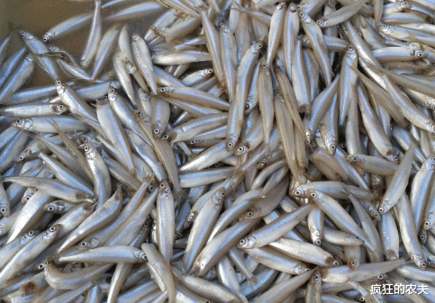 黄瓜|此鱼一年一死，体长不足15CM，自带黄瓜香味，却常被误认成小杂鱼