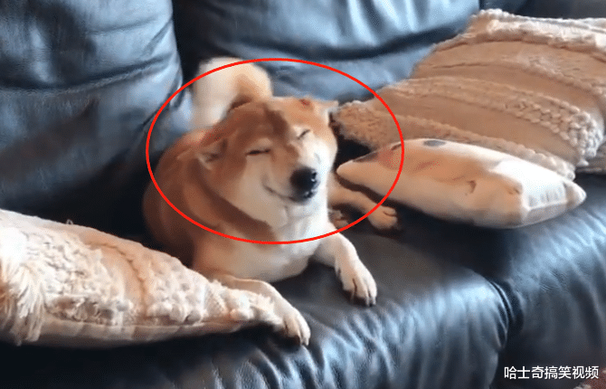 柴犬做“坏事”被发现，结果笑成了眯眯眼，主人也笑翻了