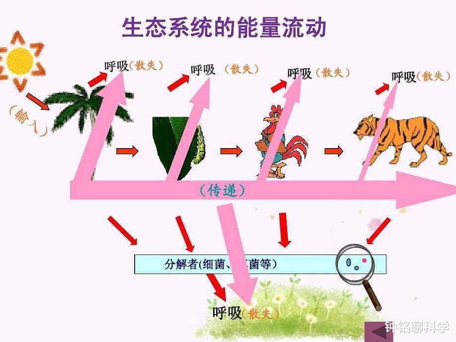 「老虎」非洲雄狮和东北虎谁的战斗力强，狮子能杀死老虎吗？