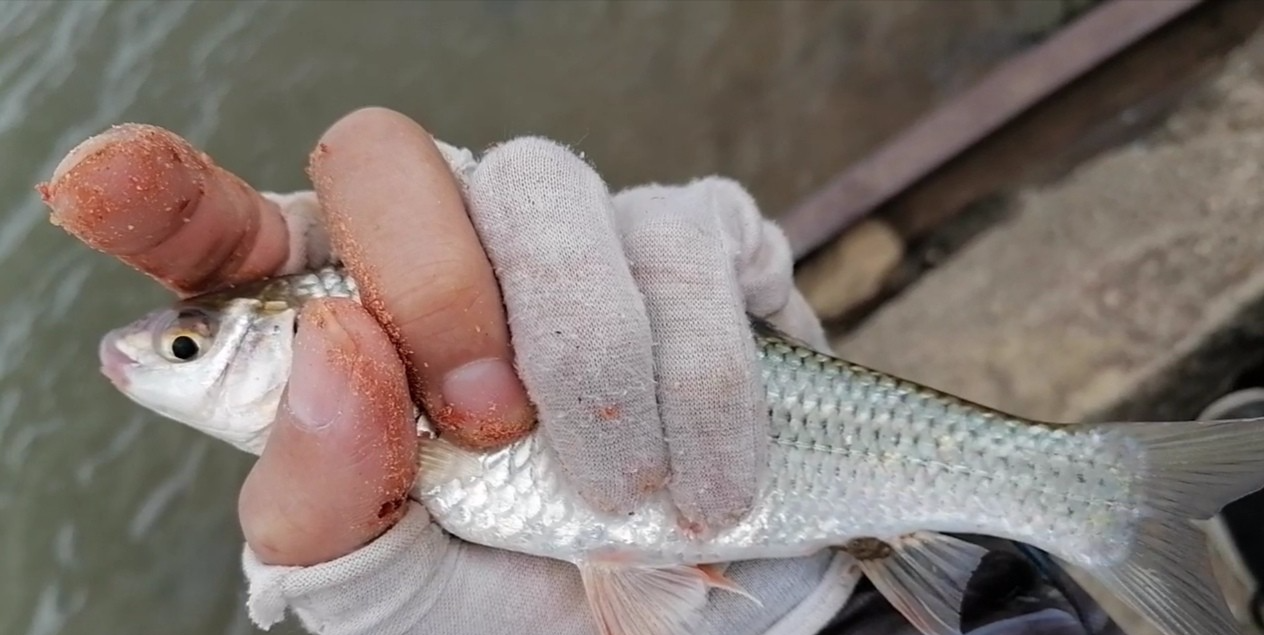 鲤鱼|国庆节钓鱼记，连续三尾鲤鱼，直飞上岸