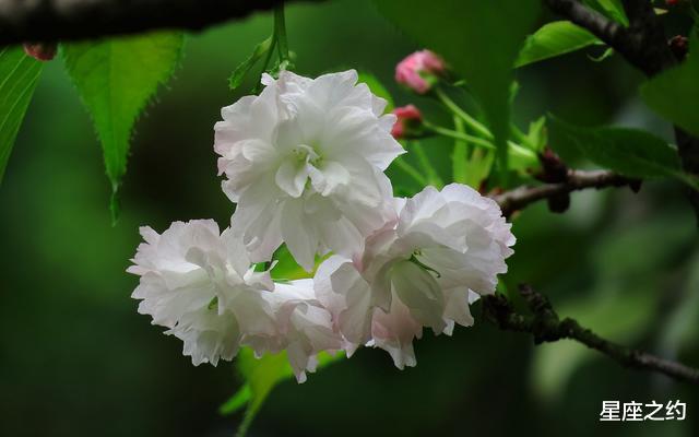 『星座女』在5月份,得偿所愿,出类拔萃,独占鳌头的三大星座