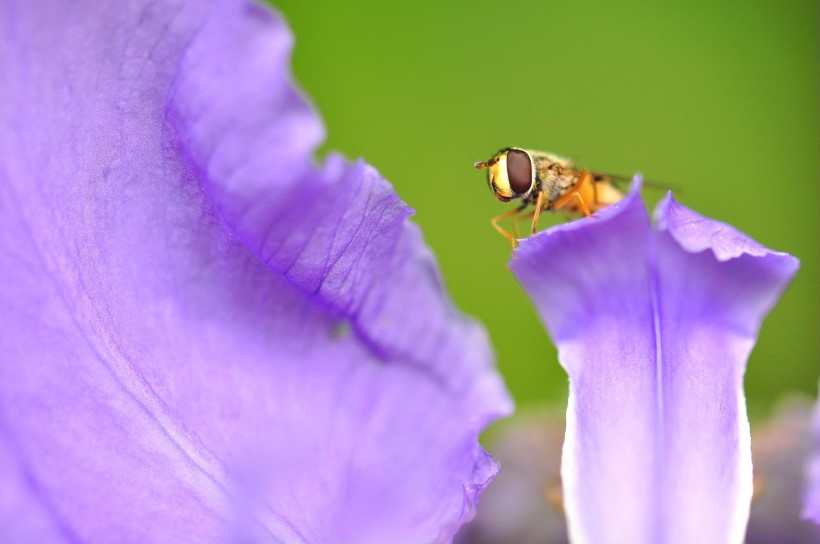 【生肖】未来一个月，爱情迎来春天，前缘难断，桃花重开的四大生肖
