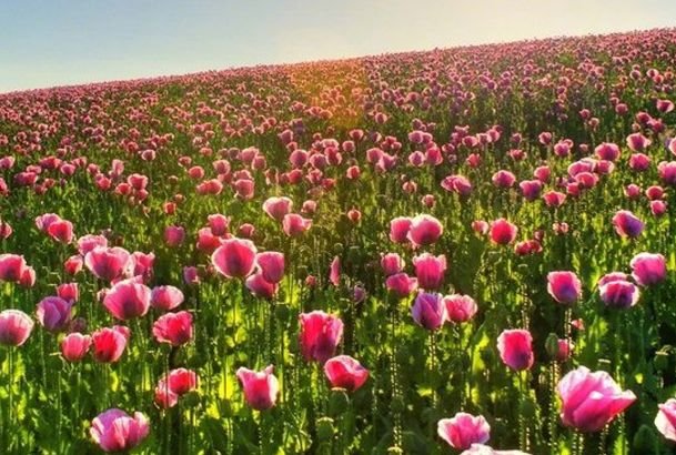 运势|到了8月,运势有好转,4属相吉星傍身,财旺福气旺,幸福相伴