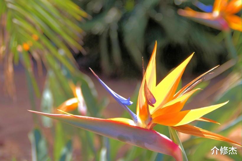 『生肖』六月下旬。聪明幽默,桃花运异性缘极好,缘分即将来临的四大生肖