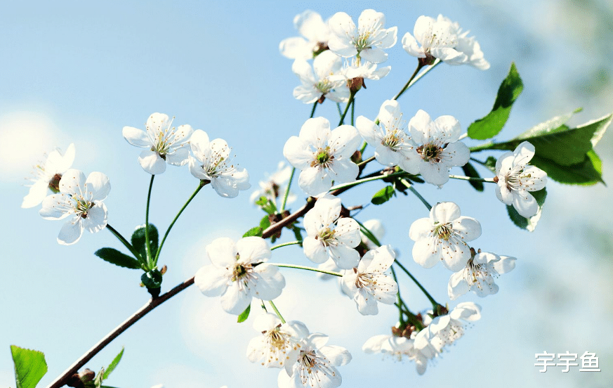 属鼠|8月底开始这三个生肖财运不断，喜事连连，财富节节高