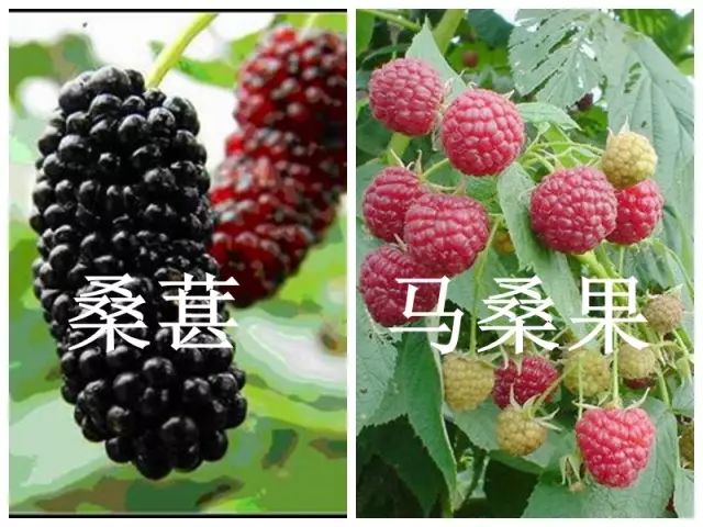 「中毒」警惕！四个男孩路边呕吐，一人陷入昏迷！就因为摘了这个吃