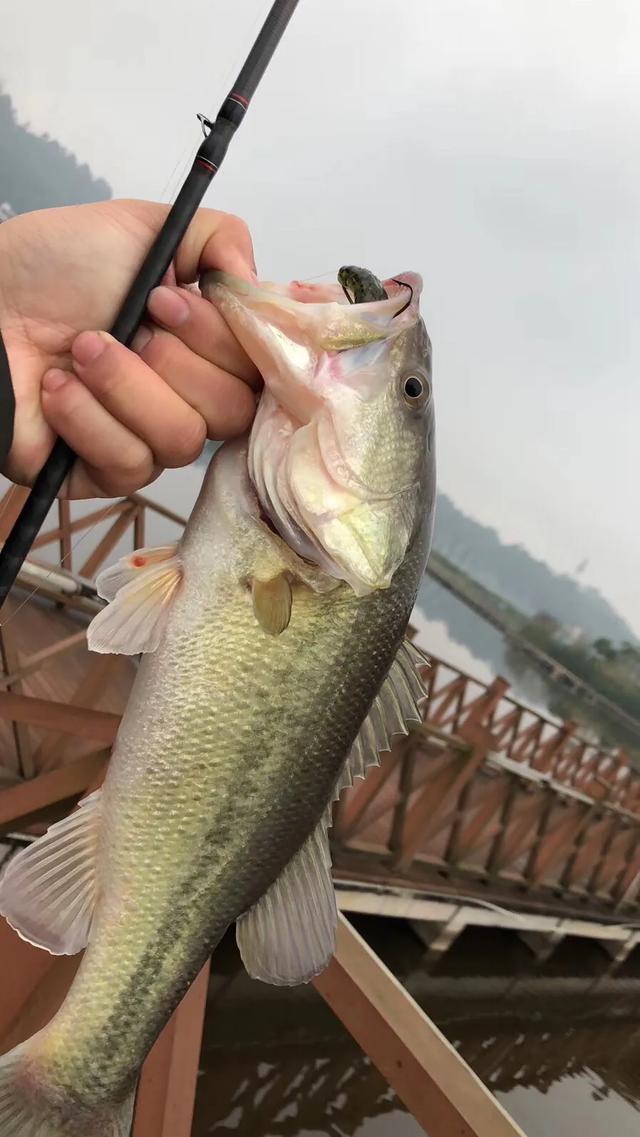 |一位职业钓手告诉你如何成为月薪过万，工作就是钓鱼的职业钓手？