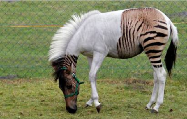 「」人类为何执着打破生殖隔离?让动物杂交有何好处?答案出乎预料