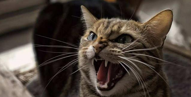 猫咪讨厌你都会有这些表现