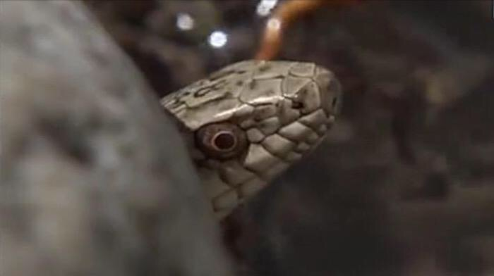 化石|温泉蛇引发学者忧虑,若灭绝可能错失了解青藏高原的“秘密”