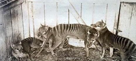 袋鼠|消失了83年的袋狼“再度出现”，白喉秧鸡也出现了，这意味着什么