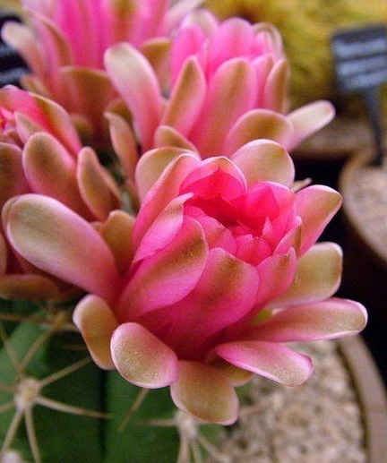 []5月12号起，4属相事业兴起，春风得意，人生路越走越顺