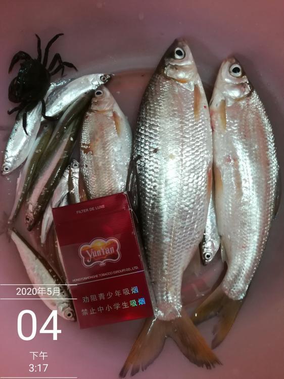 『鲫鱼』什么样的鱼竿才是好鱼竿？新手选鱼竿这样选，选极品竿 百试百灵