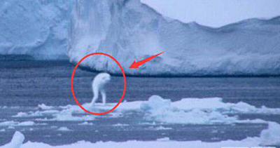 鲸鱼|神秘巨物“Ningen”是否存在？？？