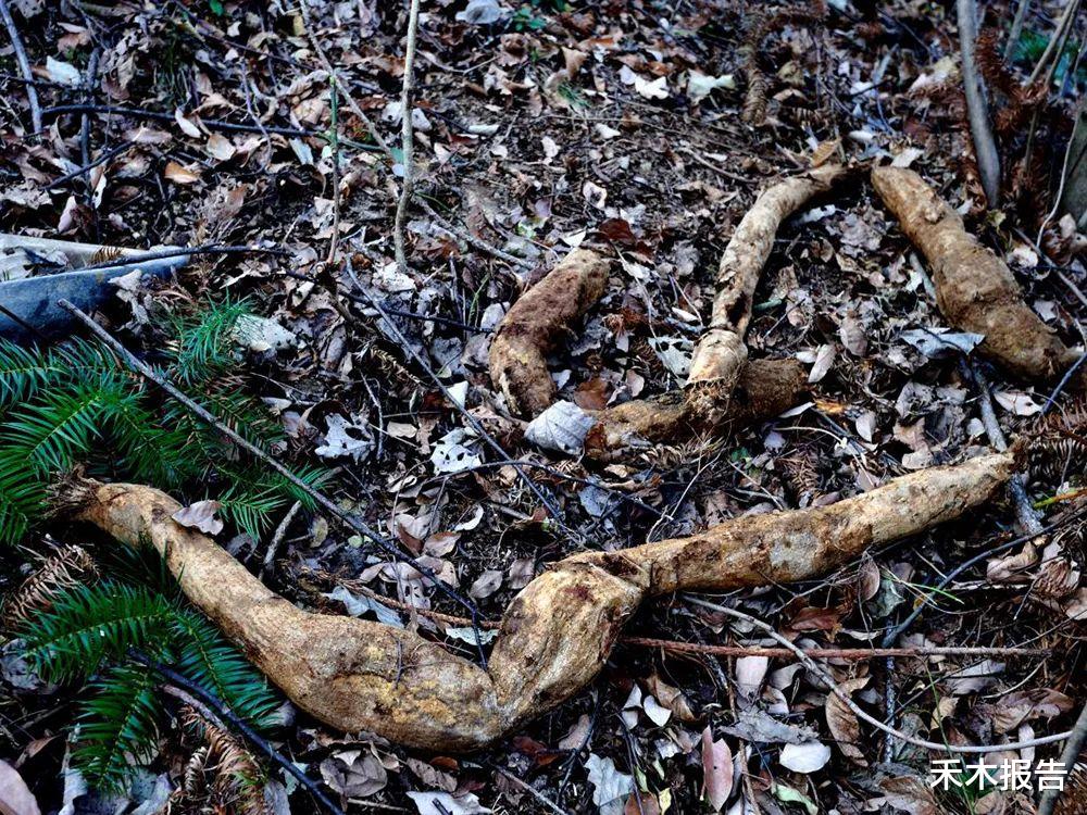 |难以根除的入侵植物，外国人避之不及，国内却挖不够
