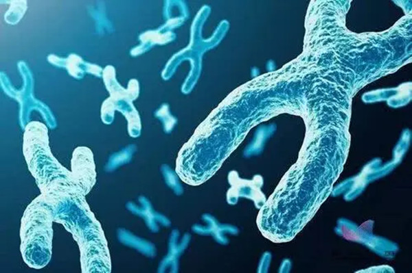 基因|生物为什么不能永生，竟是因为“性”？