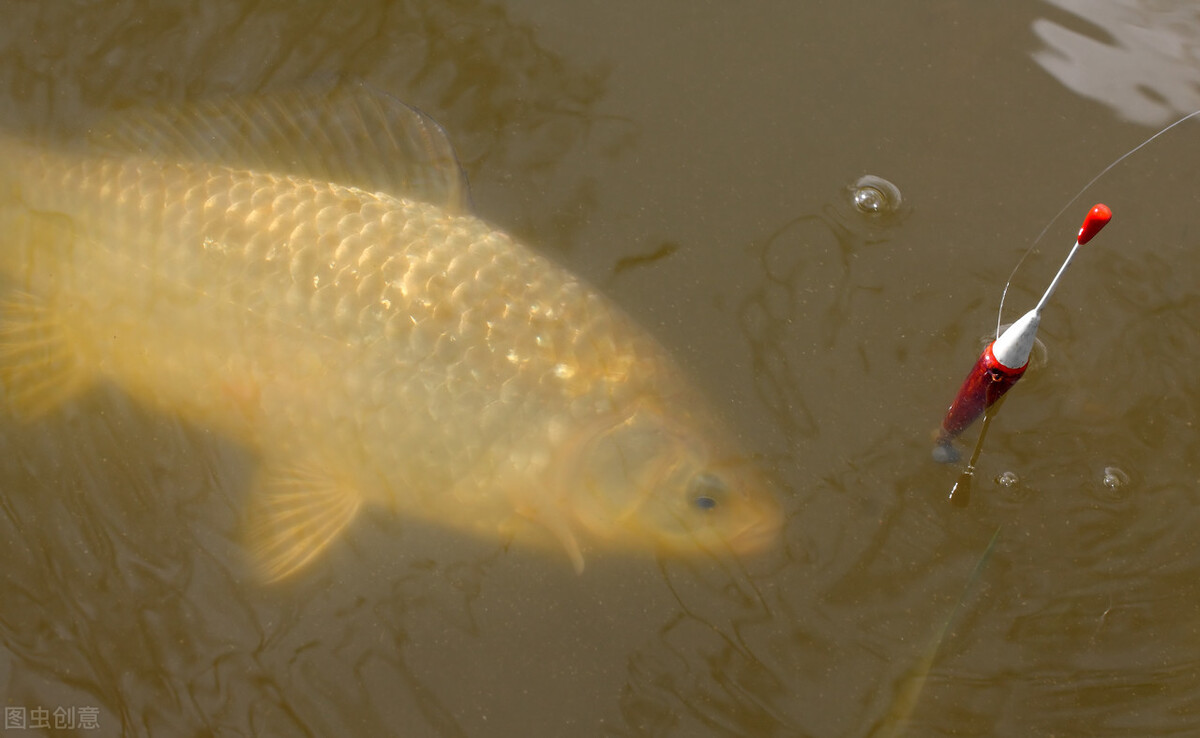 饵料|细说钓鱼初学者如何快速入门，掌握了这些就差不多了